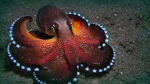 Intelligent octopus