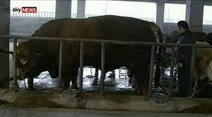 biggest bull in the world