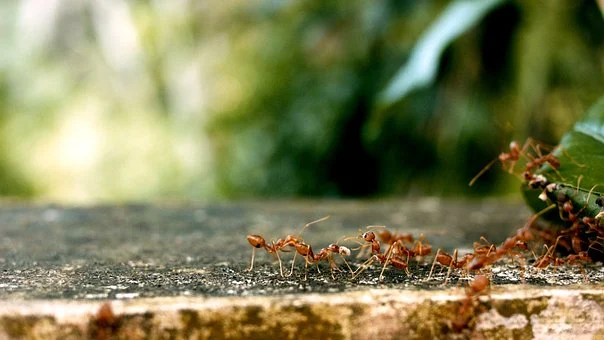 How to Get Rid of Ants in the Kitchen using Home Remedies