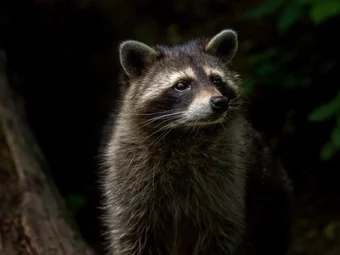 How to Get Rid of Raccoons Naturally 2022 | 5 Easy Ways